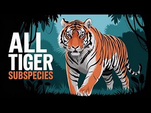 All 9 Tiger Subspecies (Living & Extinct) | Names, Facts & Status