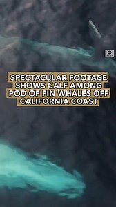 76K views · 530 reactions | Spectacular drone footage shows a pod of...