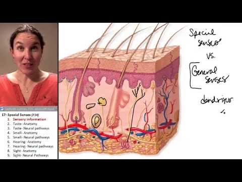 Special Senses 1- Sensory information