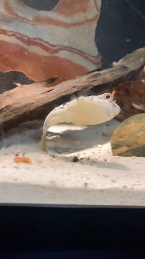 21K views · 13 reactions | Trigger warning: one eyed puffer in...