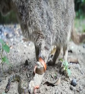 51K views · 211 reactions | The cat is miserable because it was caught in a red-tailed snake  Join our group : Animals Life | Wild World | Facebook