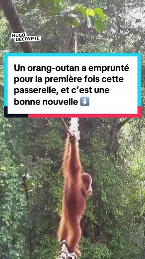 Orang-outan traverse pour la 1re fois une passerelle en Sumatra
