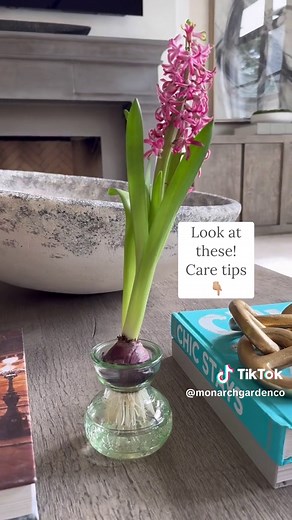 Caring for these hyacinth bulbs is the easiest thing you’ll do all year! 🪻Keep water in the vase 🪻 Enjoy the blooms - they are stunning 🪻 Once the flowers start to wilt, snip them at the base 🪻Go plant the bulbs in your flower bed or pot outside! 🪻 Re-use the adorable bulb vase for another bulb - any bulb! So much fun! Hyacinths are perennials in our area. Enjoy for years to come! Don’t you love when you pay $3.49 for something that lasts FOREVER? Thank you @Trader Joe's for a lot of things
