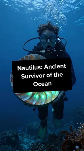 Dive into the mysterious world of the nautilus—an ancient marine marvel! Discover its unique shell and secrets of survival. #Sealife #Nautilus #OceanDepths #MarineBiology #LivingFossil