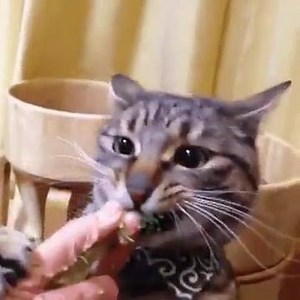 64K views · 1.7K reactions | Somekitty is NOT a fan of sharing. | Adorable Kittens | Facebook