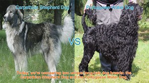 Comparing Carpathian Shepherd Dog and Portuguese Water Dog