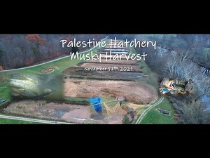 Palestine WV Hatchery Musky Harvest: 11/17/2021