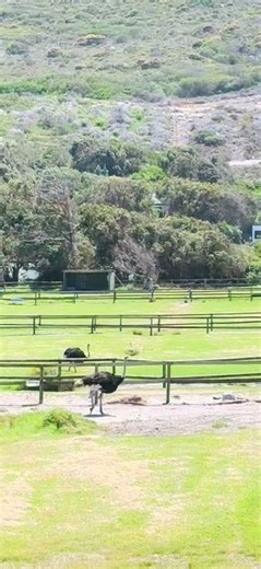 Ostriches are the world's largest and heaviest birds, known for being flightless but incredibly fast runners, reaching speeds of up to 43 mph, native to Africa. #ostriches #southafrica