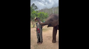 Baby elephant kisses Japanese tourist with her trunk