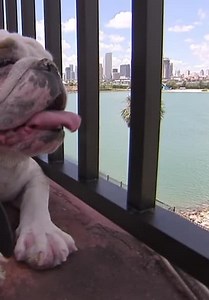 Dog Whisperer with Cesar Millan S06:E01 - How to Raise the Perfect Dog