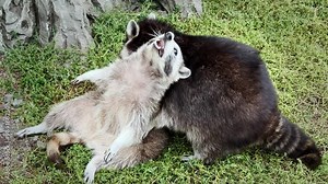 Two raccoons play with each other in a close-up. Light and dark raccoons