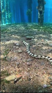 I love watching eels slither. The way they move is mesmerizing. This snake eel let me hang out with him a good while at the Berenice Beach pier.#snakeeel #eel #slither #marinecreature #marinelife #uwvideo #underwatercinematography #underwaterworld #underwaterlife #underwatervideo #gopro #gopro11 #deepbluedivecenter #scuba #scubadiving #scubadiver #padi #saveourseas #aqabajordan #scubadivingmag Scuba Diving GroupScuba Diving WorldwideSea LifeDeep Blue Dive Center / Aqaba-Red Sea-JordanScuba Divin