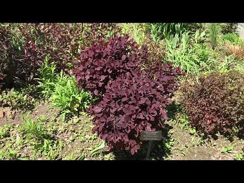 Cotinus coggygria Royal Purple Smokebush cultivar
