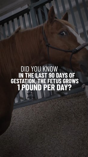 Is your mare expecting? In the last 90 days, her foal grows nearly a pound a day! Support her with the right nutrition. #mylocalpurinadealer #feedgreatness | St. Brides Feed and Farm Supply | Facebook