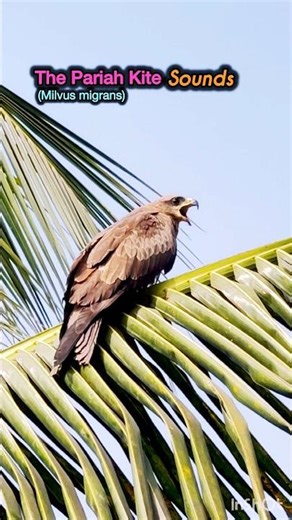 The Pariah Kite Sounds#kitesounds#urbancheelsound#blackkite#blackkitesounds#birdslovers#kite#shorts