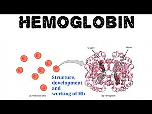 Hemoglobin || Development and working structure of Hemoglobin ||