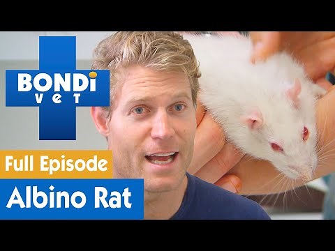 🐁 Rare Albino Rat Gets Tired Too Quickly | FULL EPISODE | S8E13 | Bondi Vet