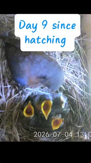 Day 9 for the baby bluebirds