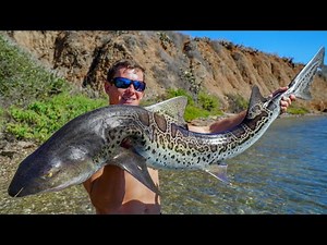 We ATE a Leopard Shark! Catch Clean Cook