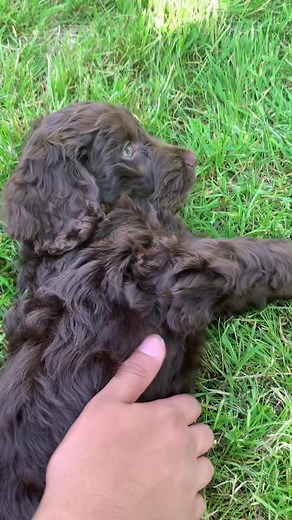 Adorable Chocolate Brown Cockapoo and Cavapoo Growing Up Fast