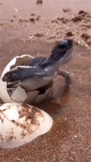 The Journey Of Baby Turtles 🐢⚠️ l #shorts #facts #animals #birds