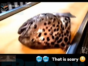 12K views · 48 reactions | How can this fish still clamp down on things when it's just its head  #fyp #trending #viral #FreedomChasers #reaction #parody #funny #comedy #lol #haha #wild #fish #creepy #freaky #scary #wtf #omg #gross | Freedom Chasers | Facebook