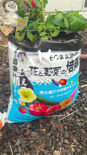 袋栽培に挑戦してみました！ #家庭菜園 #北海道 #袋栽培 #土作り #ガーデニング