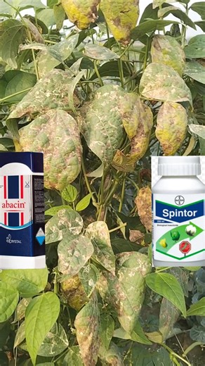 Easy way to avoid these dangerous diseases in crops || Abamectin, Spinetoram, Coragen Chlorantran...