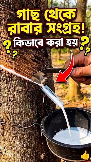 The Secret Behind Natural Latex Harvesting!