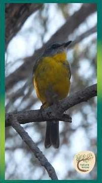 Forest Aura: Eastern Yellow Robin Bathed in Soft Forest Light