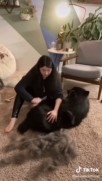 Grooming Tips for Double-Coated Dogs: Tools & Techniques