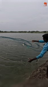 Village Style Prawn Catching Cast Net #fishing #fishingvideos #fishingtime | Neerulagam