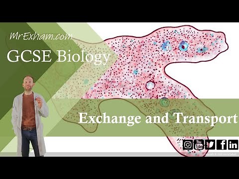 Exchange and Transport - GCSE Biology (9-1) 8.1 - 8.2