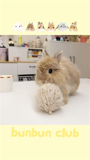🐰rabbit fiber spinning tutorial\r#bunbunclub🐰 #bunnyfiberspinning #bunny #rabbit #cute #pets