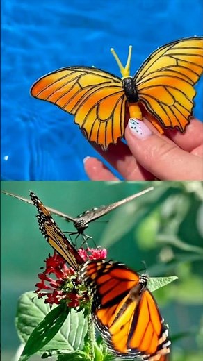 Learn Bugs Insects Names for Babies Toddlers Kids: Butterfly Scorpion Fly Grasshopper