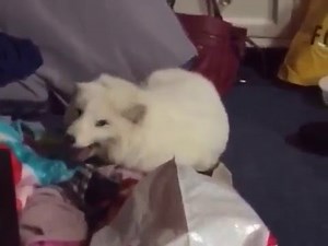 Песячий смех (Cute Arctic White Fox Laughing Vine)