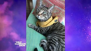 Brb starting a cat colony 😹 | The Kelly Clarkson Show