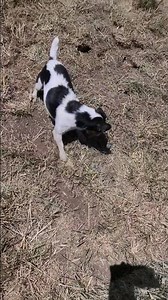 Hunting rats with dogs