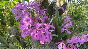 Orchid Show returns to Missouri Botanical Garden through February
