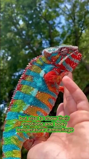 Chameleons Can Change Color – Here’s How and Why!