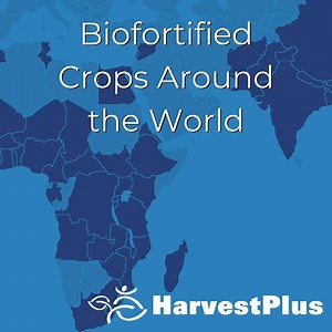 Ever wondered what biofortified crops are being tested and released across the planet? Look no further, our map and country table are now available! https://bit.ly/34SWhNI | HarvestPlus