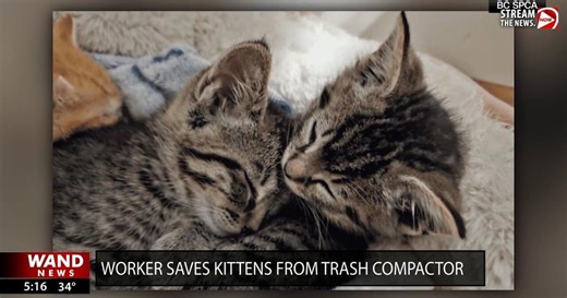Kittens saved from trash compactor