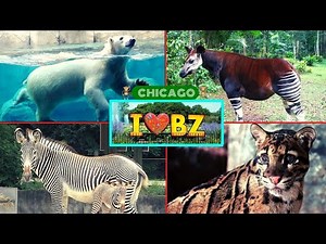 Brookfield Zoo Chicago Complete Tour! The Bronx Zoo of Chicago! #zoo