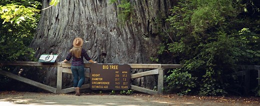 Big Tree Wayside (Prairie Creek Redwoods State Park) — Flying Dawn Marie  | Travel blog, guides & itineraries for adventurous travellers