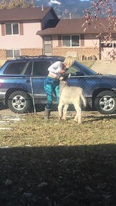 1M views · 10K reactions | I was digging through Brad’s phone and found this video that he didn’t tell me he did. 藍 He is so silly. I’m not able to do a walk tonight. Love y’all, be kind to each other, and have a great night. | Walter the orphan from Oatman’s happy new life | Facebook