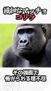 [Trivia] The Sad Truth About Gorillas: The Jungle Kings Who Get Diarrhea From Stress #Trivia #Gor...