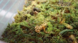 4.6K views · 190 reactions | Check out this backstage tour with herps and aquatics manager Dan and learn about the exciting conservation projects that are taking place behind the scenes with several critically endangered species. #ZTSaves #UnlockTampaBay #Tampa | ZooTampa at Lowry Park | Facebook