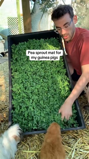 Cid on Instagram: "I grew a mat of pea sprouts for my guinea pigs to eat"