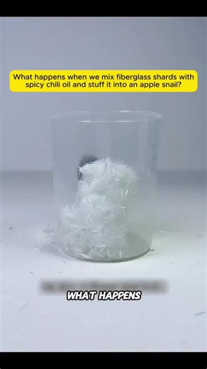 Apple snail fiberglass #applesnail #torture #fyp #snail #xyzbca | apple snail