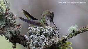 Anna's Hummingbird Uses Spider Web in Her Nest